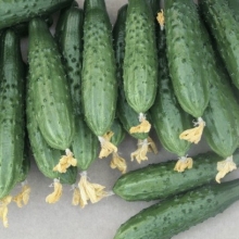 Огурец Бакс F1