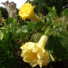 Дурман Балерина Еллоу