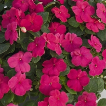 Бальзамин Розовая мечта F1 (ампельный)