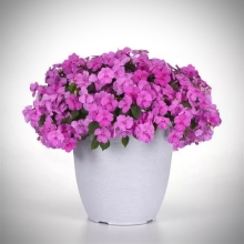 Бальзамин Бикон Блю Перл (Семена Профи)