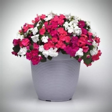 Бальзамин Бикон Пунш (Семена Профи)