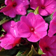 Бальзамин Карнавал Металик Пинк F1