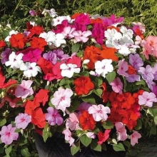 Бальзамин Махровый комнатный F1