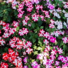 Бальзамин Созвездия F1 смесь