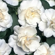 Бальзамин Том Самб Белый