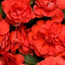 Бальзамин Том Самб Скарлет