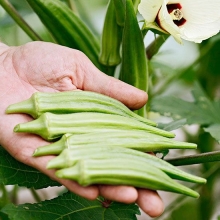 Бамия Белый бархат