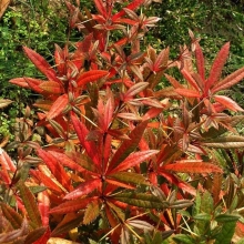 Барбарис Юлиана (большой пакет)