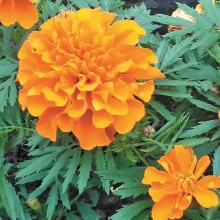 Бархатцы Мандарин
