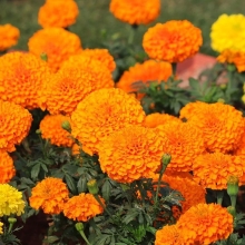 Бархатцы Мериголд Саншайн
