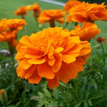 Бархатцы Медовая роза