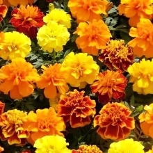 Бархатцы Чика смесь