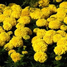 Бархатцы Золотые купола