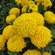 Бархатцы Цитроненпринц