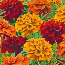 Бархатцы Френч Дварф Огненный ковер