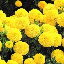 Бархатцы Инка II Еллоу