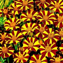 Бархатцы Курт Джестер