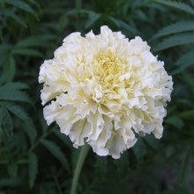 Бархатцы Ледяные великаны