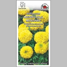 Бархатцы Мериголд Мунлайт