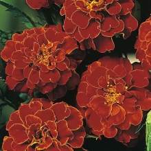 Бархатцы Скарлет София