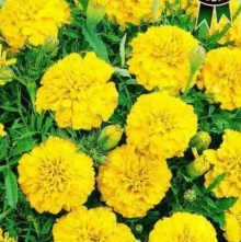 Бархатцы Прима F1 Желтые