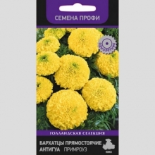 Бархатцы Антигуа F1 Примроуз