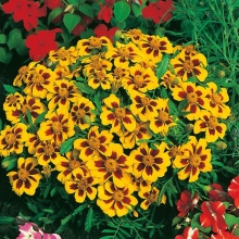 Бархатцы Шаловливая Мариетта