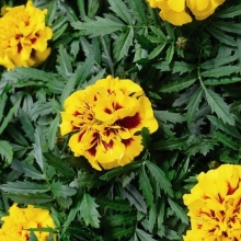 Бархатцы Ту-Тон