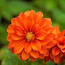 Георгина Барокко Оранжевая