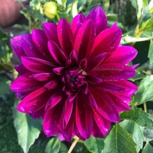 Георгина Барокко Фиолетовая