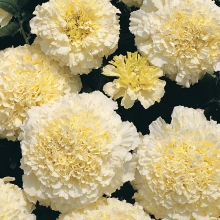 Бархатцы Медвежата