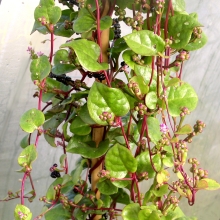 Базелла Заморский гость (красная)