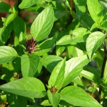 Базилик Анисовка