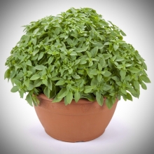 Базилик Анисовый аромат