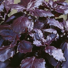 Базилик Драг Опал фиолетовый