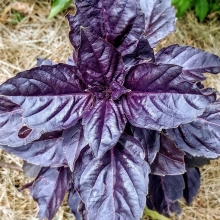 Базилик Фиолетовый