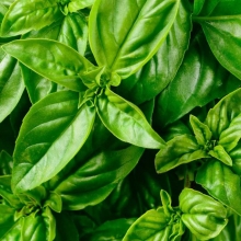 Базилик Карамельный зеленый