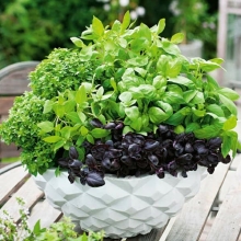 Базилик Восточный базар смесь