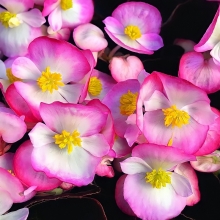 Бегония Амбассадор Биколор F1 вечноцветущая