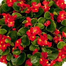 Бегония Амбассадор Скарлет F1 вечноцветущая