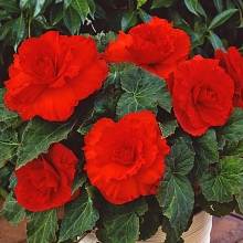 Бегония Америгибрид гофрированная F1 Красно-алая