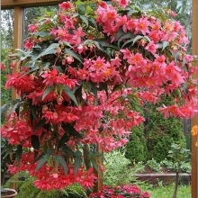 Бегония Фанки Пинк