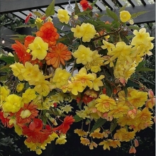 Бегония Иллюминейшн F1 Голден Пикоти (ампельная)
