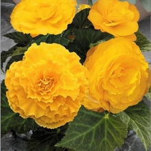 Бегония Империал F1 Еллоу (клубневая)