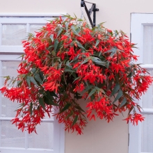 Бегония Копакабана F1 красная боливийская