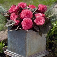 Бегония Нонстоп Мокка F1 Пинк шейдс клубневая