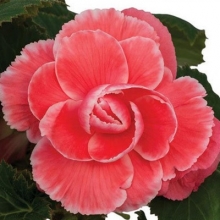 Бегония Он Топ F1 Мелон Лейс