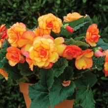 Бегония Он Топ F1 Солнечный Свет