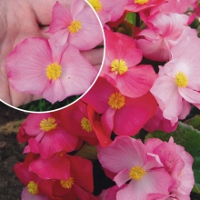 Бегония Русский размер F1 смесь (вечноцветущая)