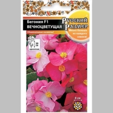 Бегония Русский размер F1 смесь (вечноцветущая)